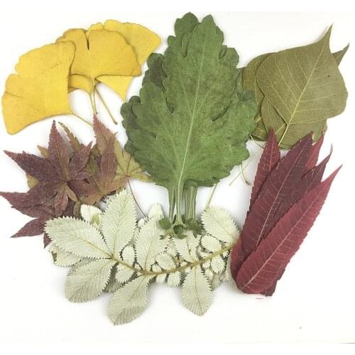 1Set 30pcs Mixed Pressed Dried Leaves Flower Plant Herbarium For Bookmark Prop Jewelry Postcard Invitation Card Phone Case DIY