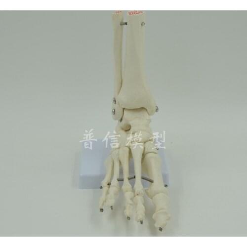 DongYun brand Human foot model foot skeleton model with half tibiofibula Medical Science teaching supplies