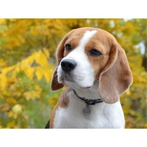 Animal Dog Beagle DIY 11CT Cross Stitch Embroidery Kits Craft Needlework Set Printed Canvas Cotton Thread Home Sale