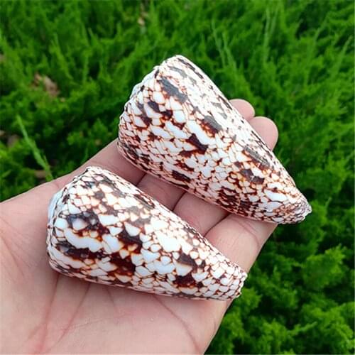 Natural conch shells, fish scales, taro snails, specimen snails, fish tank and aquarium landscaping decoration