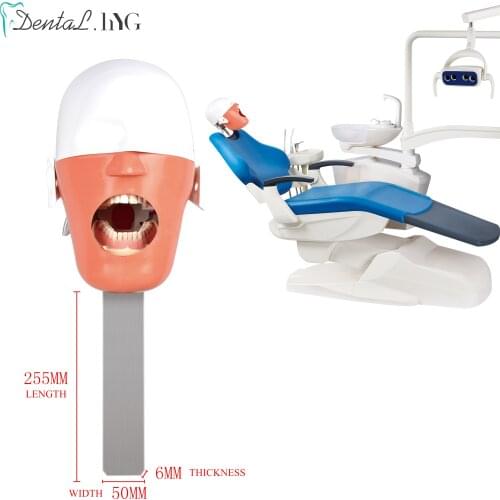 Head Model Dental Simulator Manikin Phantom Replaceable For Dentist Teaching New Style