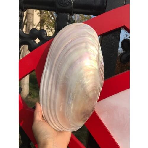 2pcs20-22cm Natural Freshwater Pearl Shell Pearl Nautical Home Decor Beach Clam Shell for DIY Jewelry Making Crafts