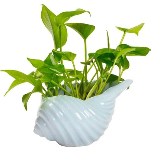 Vase Blue Pot Display Plant Ceramic Plate Home Decoration For Gifts Simple Succulent Hydroponic Decor Shell Shape Non-porous