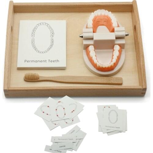 Wooden tray Montessori Practical Life Material Toy Brushing Teeth Exercise Montessori Early Childhood Education Preschool A1386F