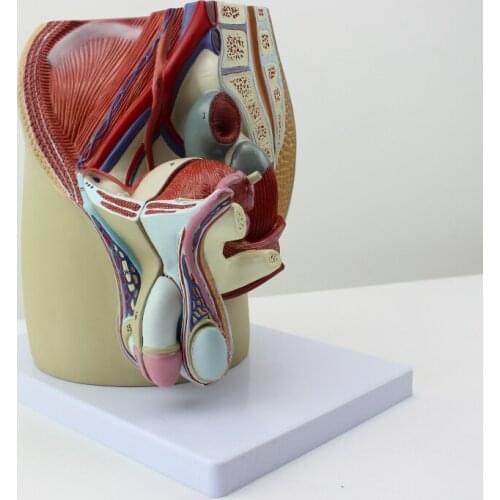 Male genitourinary system pelvic anatomy model Prostate Male genitalia model