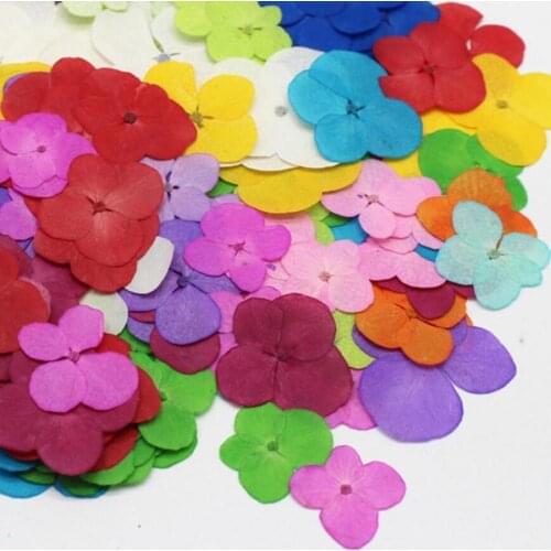 60pcs Pressed Dried Hydrangea Macrophylla Flower Plants Herbarium For Jewelry Phone Case Photo Frame Postcard Bookmark DIY
