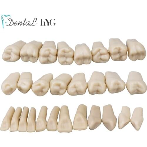 28 PCS / Bag Dental Resin Simulation Tooth Model High Quality For Dentistry Exam Preparation Teaching Studying Dentist Tools