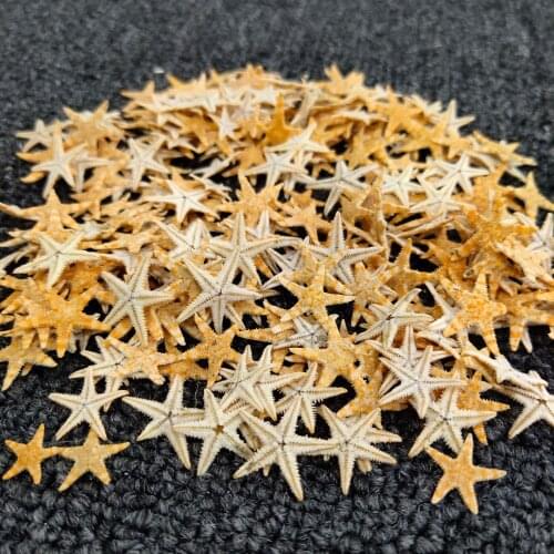 100Pcs Small Starfish Star Sea Shell Beach Craft Home Decorations, Beach Theme Party, Candle Making, Wedding Decor, DIY Crafts