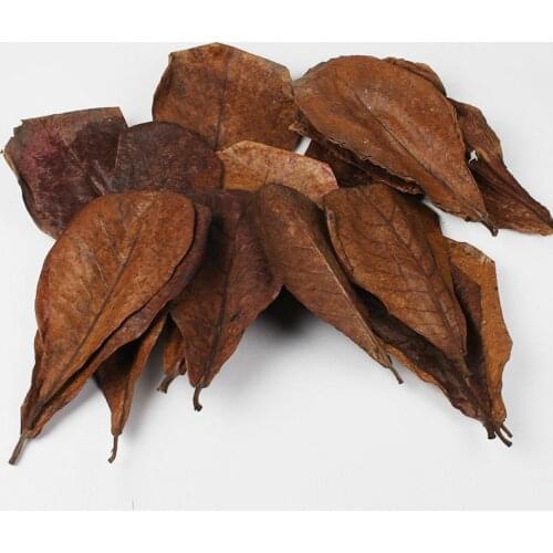 200/100/50pcs Mini Natural Terminalia Catappa Foetida Leaf Almond Leaves for Betta & Gouramis Aquarium Fish Tank Water Lower PH