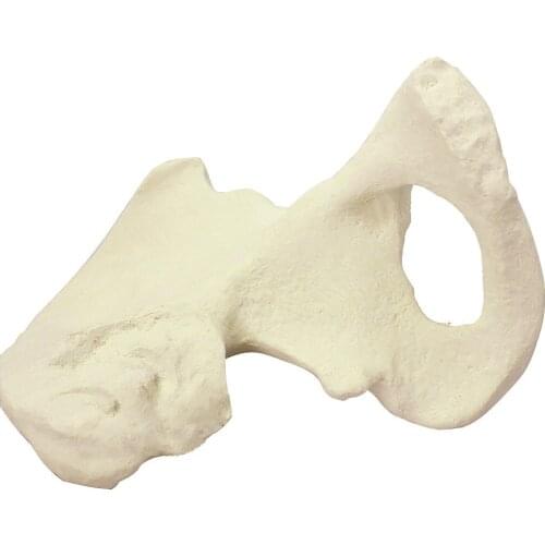Artificial bone Synthetic bone Model of ilium and hip Pelvic nail plate Simulation of sawbone human body in orthopedic surgery