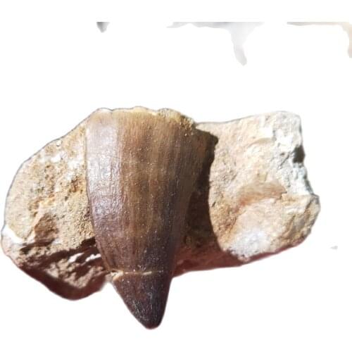 Natural Mosasaur tooth fossil Specimen Collection Science Learning Educational decorate