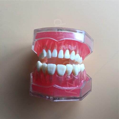 New Dental Standard Model with Removable Teeth Dental Study Teach Teeth Model #4004 01
