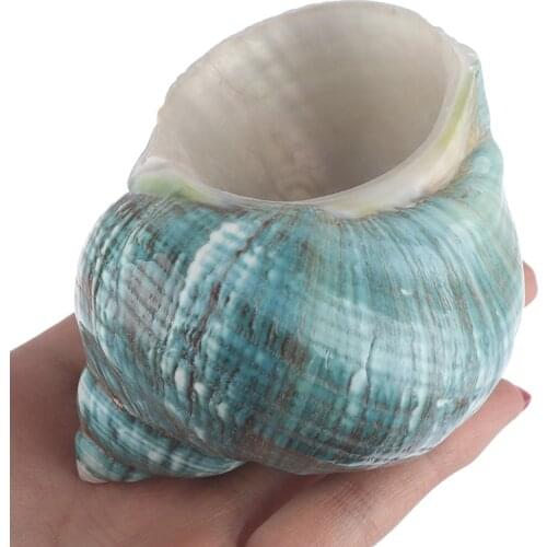 Natural Shell Sea Conch Snail Fish Tank Aquarium Decorations Roll Shellfish Breeding Shell Micro-landscape Succulent Flower Pot