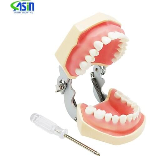 Dental model Teeth model gum teeth Teaching Model Standard Dental Typodont Model Demonstration With Removable Tooth 200H