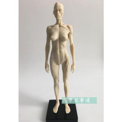 The 30cm medical sculpture drawing CG refers to the anatomy model of human musculoskeletal with skull structure