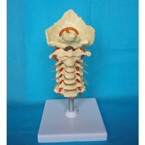 Free Shipping 1: 1 Life SizedHuman Cervical Spine Nerve Anatomy Model Spine Skeleton Model Teaching Medical Pathology
