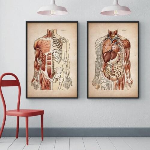 Vintage Human Muscular Anatomy Medical Clinic Wall Picture Skeleton Organ System Canvas Print Body Education Poster