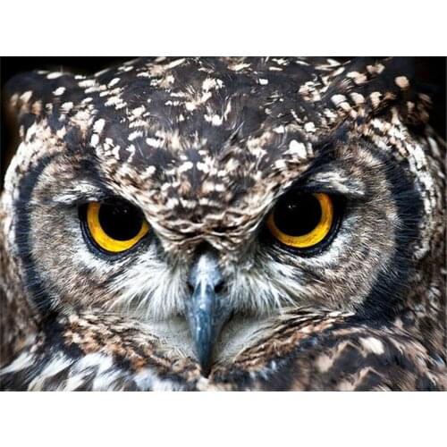 Full Square/Round Diamond Painting New Arrival Beautiful Owl Face Handmade Gift Diamond Embroidery Animal Home Decor