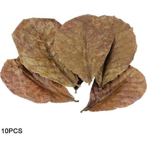Almond Leaf Natural Terminalia Catappa Leaves Aquarium Decoration Fish Tank Cleaning Tools Water Treatment Aquarium Accessories