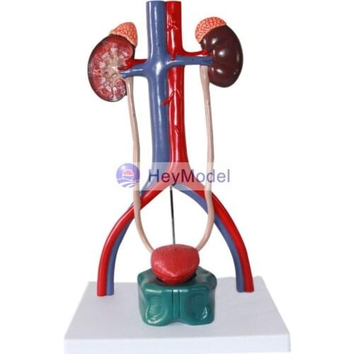 HeyModel Human Urinary system Model