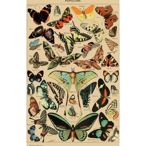 400X300MM butterflies-vintage-art-print jumbo fridge magnet SFM-0196 Better Jumbo Magnets