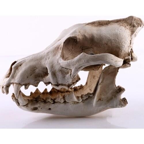 Simulation Wolf Dog Skeleton Resin Animal Skull Model Home Office Bar Statue Decor Craft Ornament Wolf Skull Sculpture Model