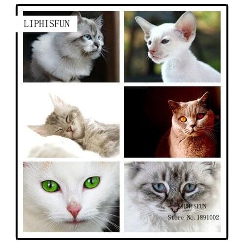 5D Diy Diamond Painting Animal Cat Resin Square Diamonds Cross Stitch Kit Embroidery Home Decor Craft