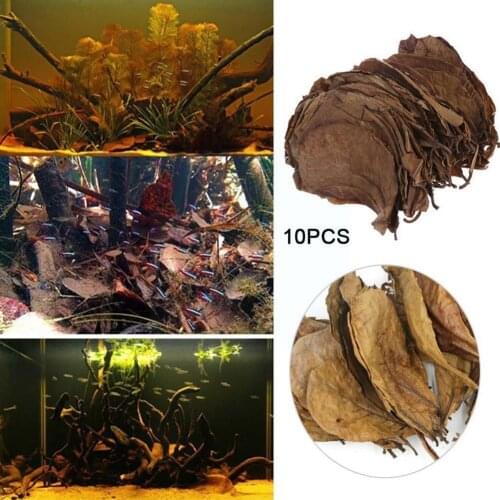 Grade A Natural Terminalia Catappa Foetida Leave Island Crystal Leaf Almond 10 Shrimp Pcs/bag Water Quality Cleaning/treatm G3m3