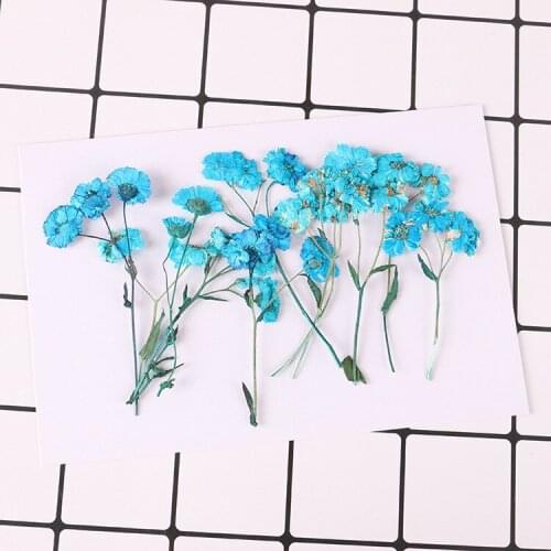 24pcs,Nature Pressed mini Daisy with stem,Eternal Real Flowers for DIY Wedding invitations Bookmark Gift card,Scented candles