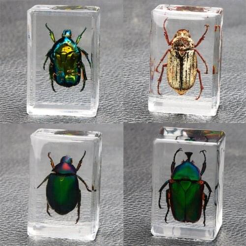 Beautiful Insect In Resin Animal Collection Paperweight for Office Desk for Men Women Biology Science Teacher Education TS1