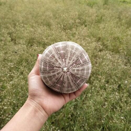 4PCS HOT NEW NATURAL REAL BILE CONCHAS SHELLS UNDER THE SEA PARTY DECORATIONS NATURAL SEA URCHIN CRAFT NAUTICAL HOME DECOR