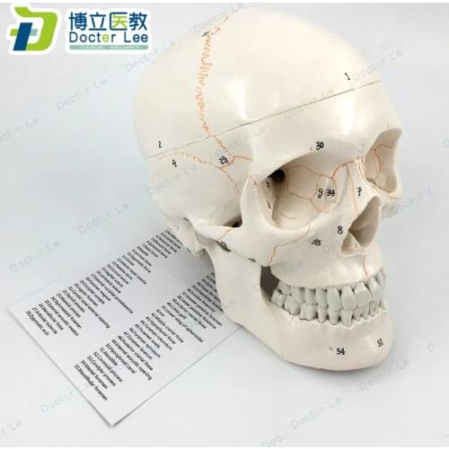 Life Size Classic Skull with Numbered Details 3 Parts Human Skeleton Skull Model with Hand Painted for Educdational Equipment
