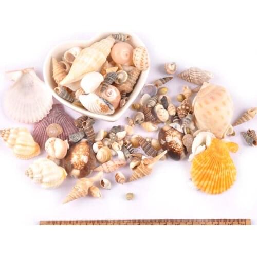 50g/lot Sea Shells Jewelery Mixed Natural Shell For Glass Bottle Making Handmade Scrapbooking Craft DIY Home Decoration TR0291
