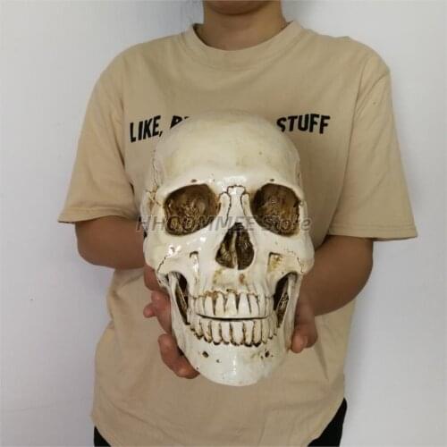 3 Sizes Human Head Resin Replica Medical Model High Quality Decorative Craft Skull Lifesize 1:1 Halloween Home Decoration