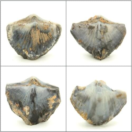 Natural trumpet paleontological fossils British child Ishihara Shi Shi Yanyan value of good teaching specimens