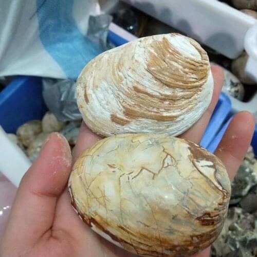 1pc healing stones and crystals carvings animal fossil specimen halloween home decor or gift