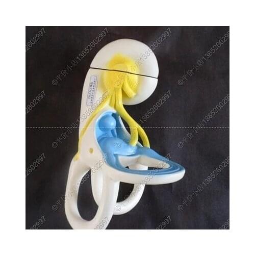 Internal structure of ear Anatomy Zoom model Biological experimental equipment teaching equipment free shipping