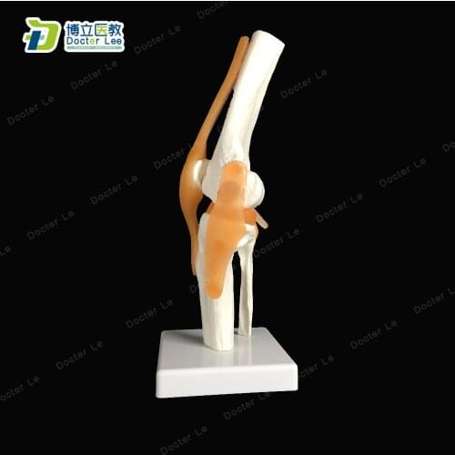 BOLI/ Flexibel Human Knee Joint with Ligaments Model Skeletal Anatomy in trauma nursing manikin train