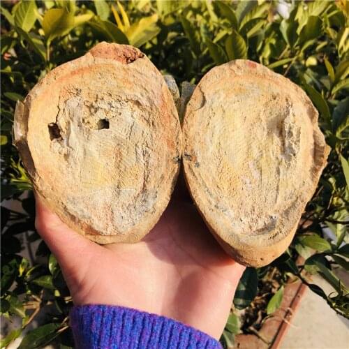 Madagascar Fish Fossil Natural Animal Fossils 1 Pair Fossils Natural Stones and crystals