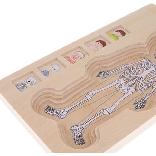 Educational Puzzles, Wooden Multi-Layer Puzzle Human Body Structure Puzzle Kids Preschool Educational Wooden Toys