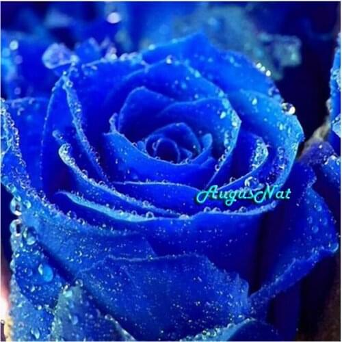Blue rose diamond painting full round flower wall art decor diamond dots diy mosaic sticker valentines day gift diamond picture
