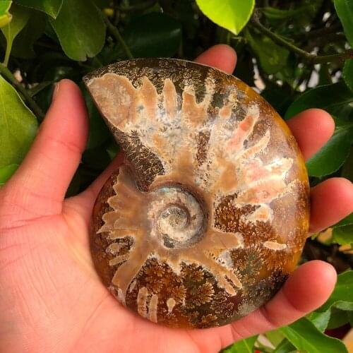 1pcs natural parrot conch beautiful fossil crystal shell fossil conch for gift reiki healing