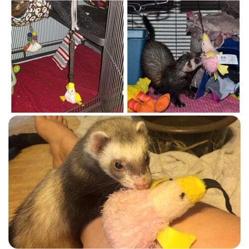 1PC Pet Dog Bungee Ferret Plush Duck Durable Elastic Rope Teeth Cleaning Chew Exercise Toy Pet Supplies TXTB1