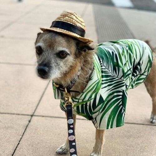 S/M/L/XK/2XL Dog T-Shirt Pets Summer Clothes Dog Top Home Shirt Dog Clothes Dogs Jacket Cat T-shirt Hawaii Beach Clothing