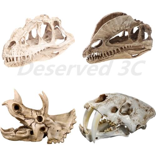 Canine Dog Skull Model Anatomy Skeleton Veterinary Specimen Teaching Display
