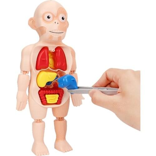 Miniature Simulation Doctor Toy Montessori Learning Cognitive Science And Education Model Childrens Toy Teaching Aids For Boys