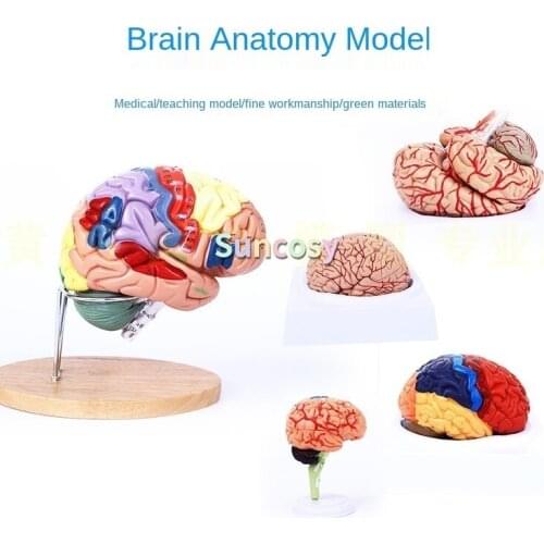 4D Medical Props Model Free Postage Disassembled Anatomical Human Brain Model Anatomy Medical Teaching Tool Brain Structure Tool