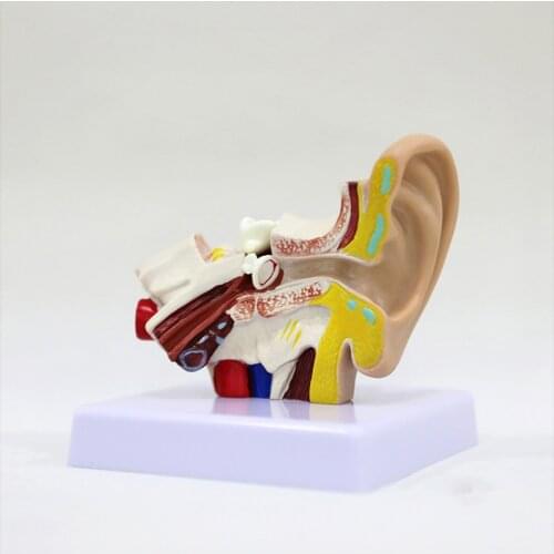 Scientific Human Ear Anatomy Model, 1.5 Times Enlarged, Desktop Ear Joint Simulation Model, Human Ear Anatomical Model with Base