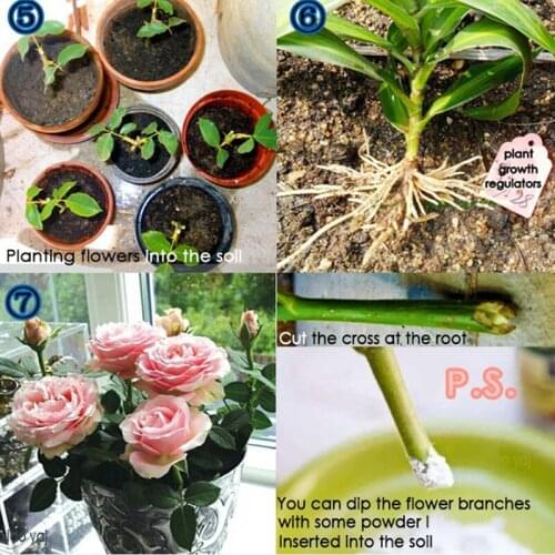 10Bag Bonsai Plant Rapid Growth Root Medicinal Hormone Regulators Aid Fertilizer For Early Healing Of Incision Quickly Take Root