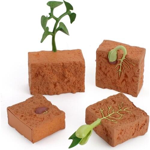 Kids Plant Seeds Growth Life Cycle Playset Cognitive Toys Model Children Teaching Aids Educational Toys